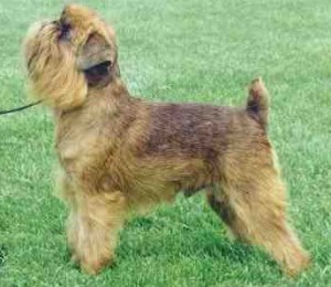 GRIFFON BRUXELLEZ